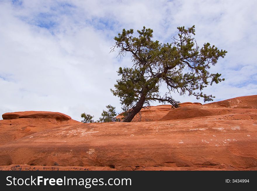 Tree growing on a rough red rock. Tree growing on a rough red rock.