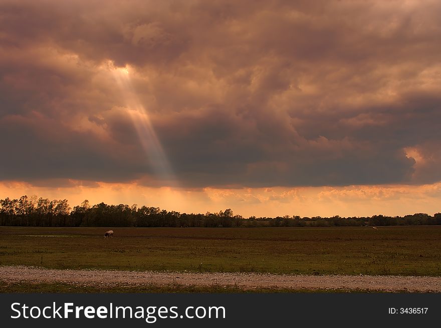 Cow on meadow with cloudy sky and sun rays