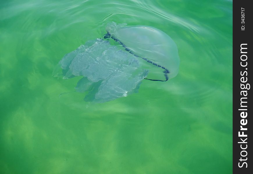 Jellyfish in the sea water
