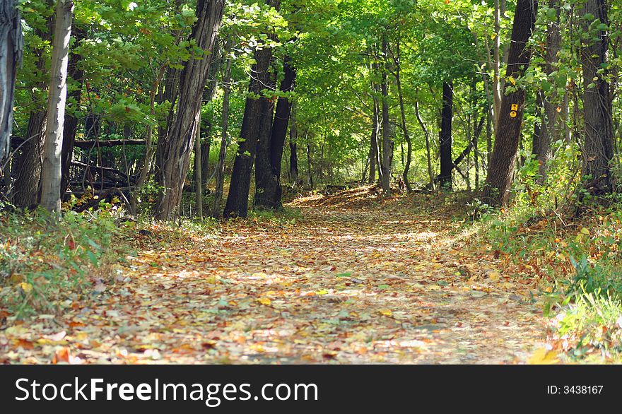 Leaf Covered Path In The Woods