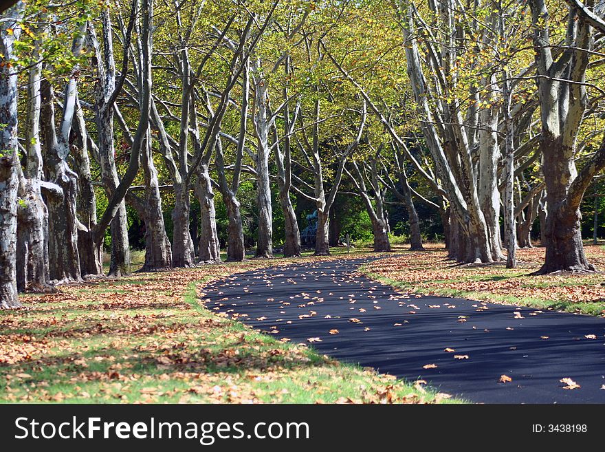 A Path lined with Sycamore Trees in autumn