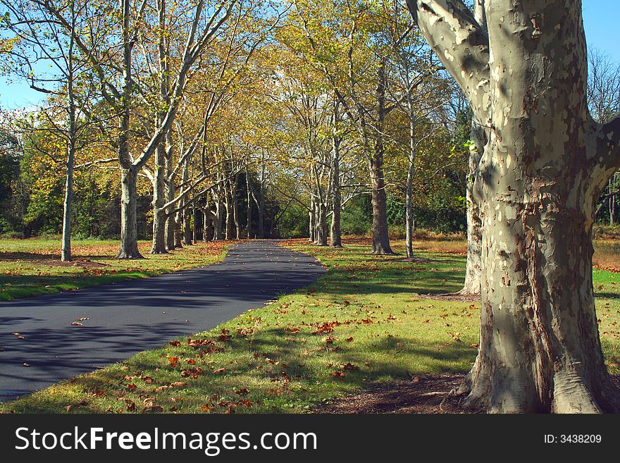 Path lined with Sycamore Trees