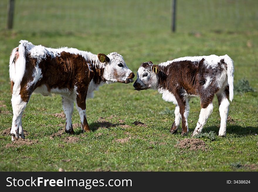 Two young calves head to head in a field. Two young calves head to head in a field