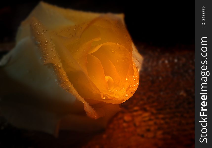 Wet Rose