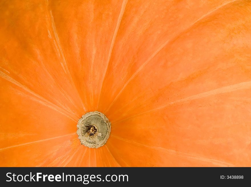 Close-up of the bottom end of a large pumpkin. Close-up of the bottom end of a large pumpkin