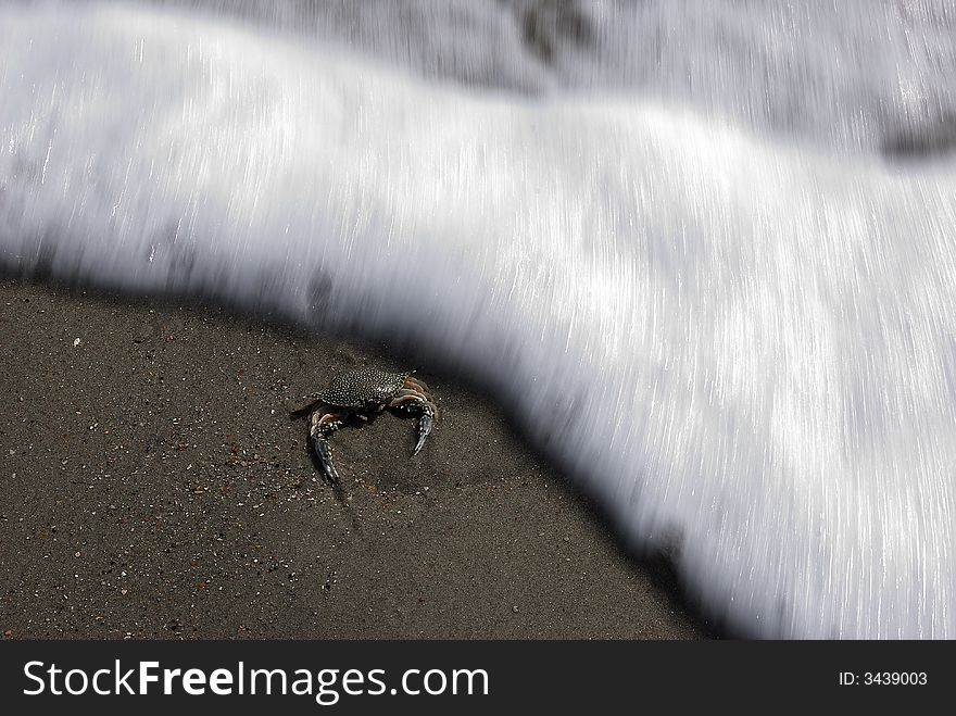 A crab almost being hit by an impending wave. A crab almost being hit by an impending wave.