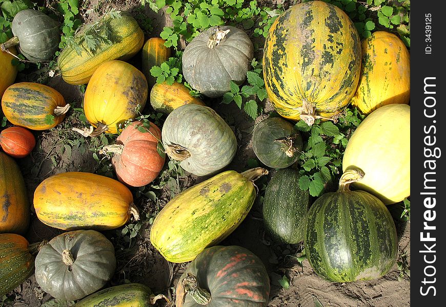 There are yellow and orange pumpkins and zucchini on the ground