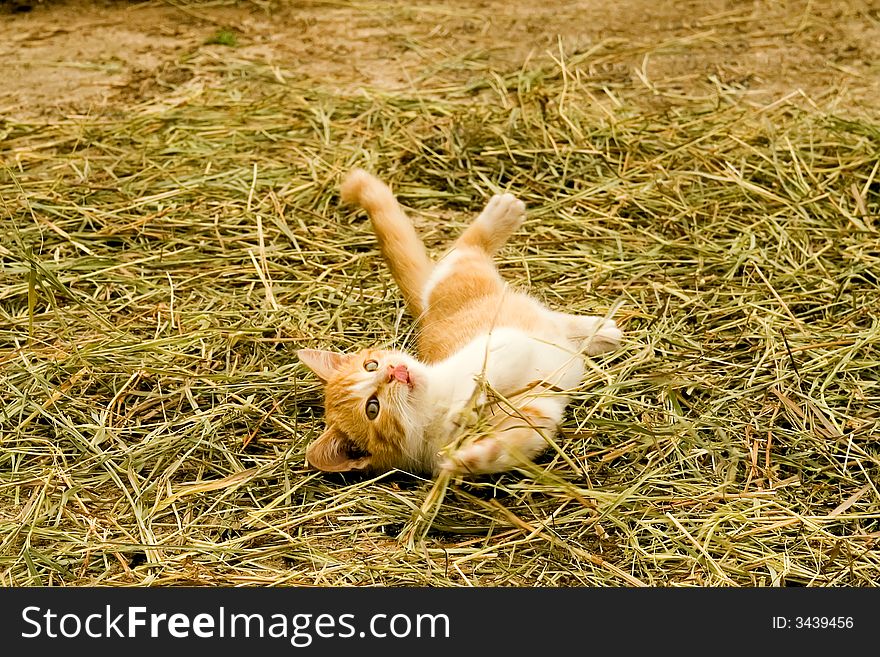 A playful, fiesty farm kitten. A playful, fiesty farm kitten