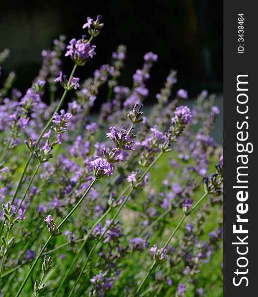 Violet flower essence lavender herbal