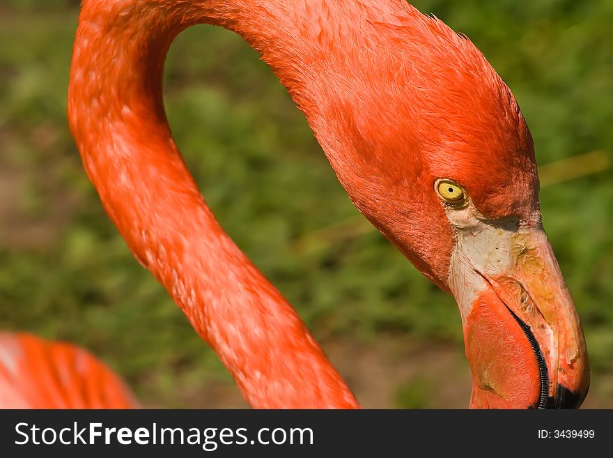 Close-up of the head of a pink flamingo