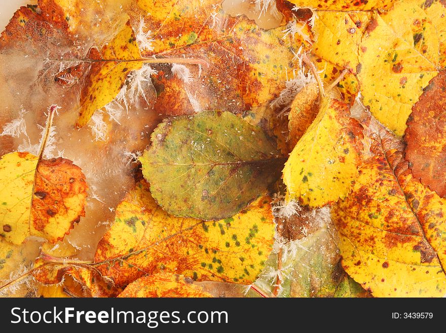 Frosted yellow Fall leaves with ice crystals