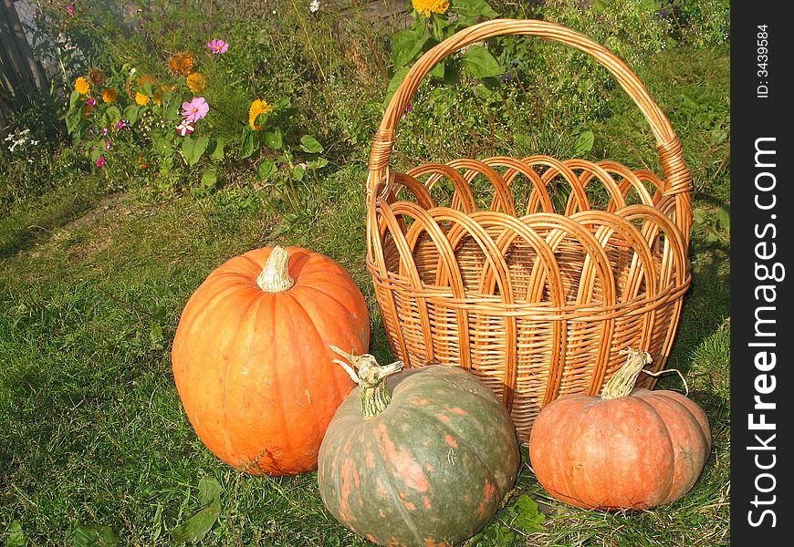 There are three pumpkins and a yellow basket on the grass. There are three pumpkins and a yellow basket on the grass