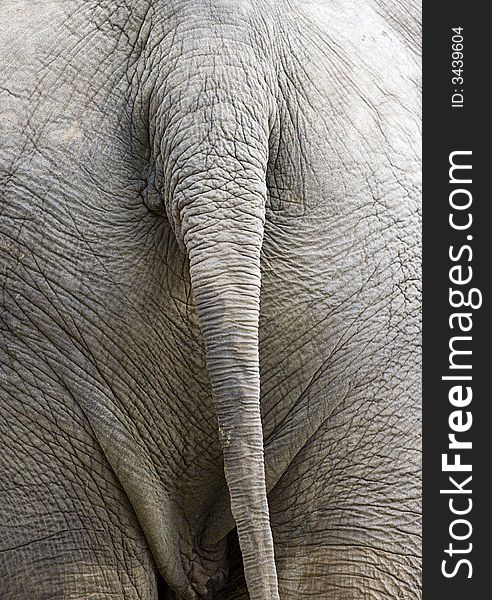 Picture of the backside of an elephant. Picture of the backside of an elephant