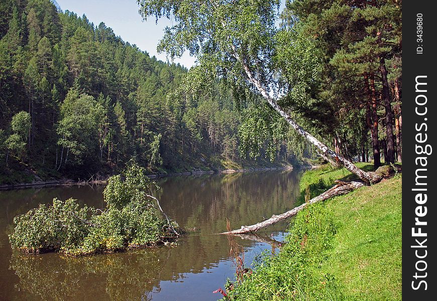 Birch under little river. Summer. Birch under little river. Summer.