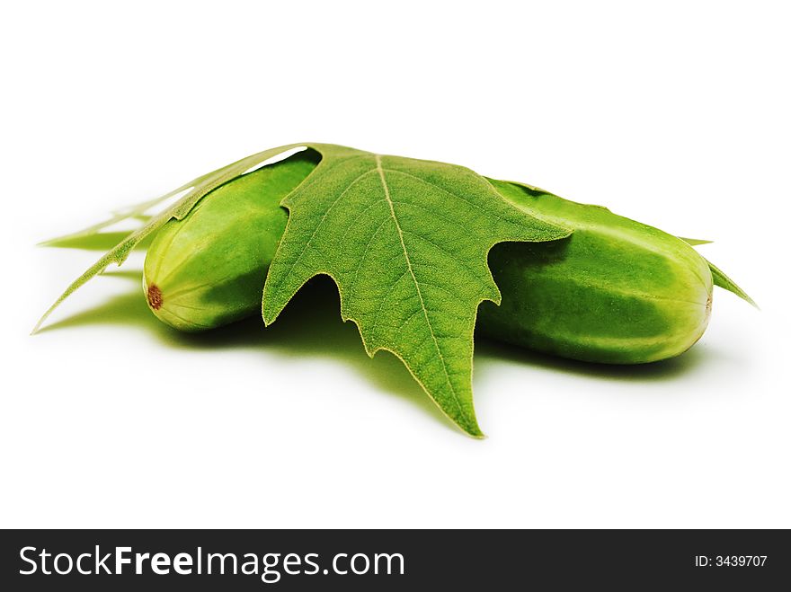 Isolated leaf with cucumber underneath. Isolated leaf with cucumber underneath