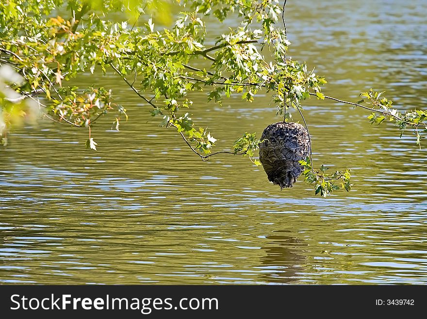 A paper wasp hive hanging on a branch over river