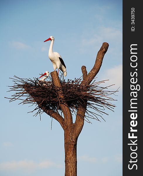 Couple of storks in the nest on sky background is symbol of family happiness