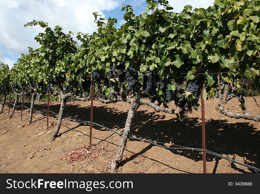 Napa Valley vinyards at harvest time