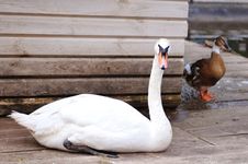 White Swan Portrait Royalty Free Stock Image White Swan Portrait Royalty Free Stock Image