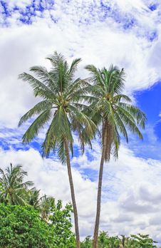 Palm Trees With Coconut And Blue Sky. Stock Photo Palm Trees With Coconut And Blue Sky. Stock Photo