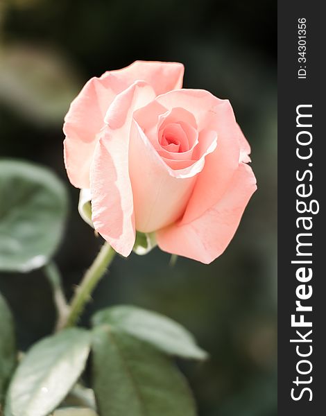 Vintage style of pink rose. Vintage style of pink rose.