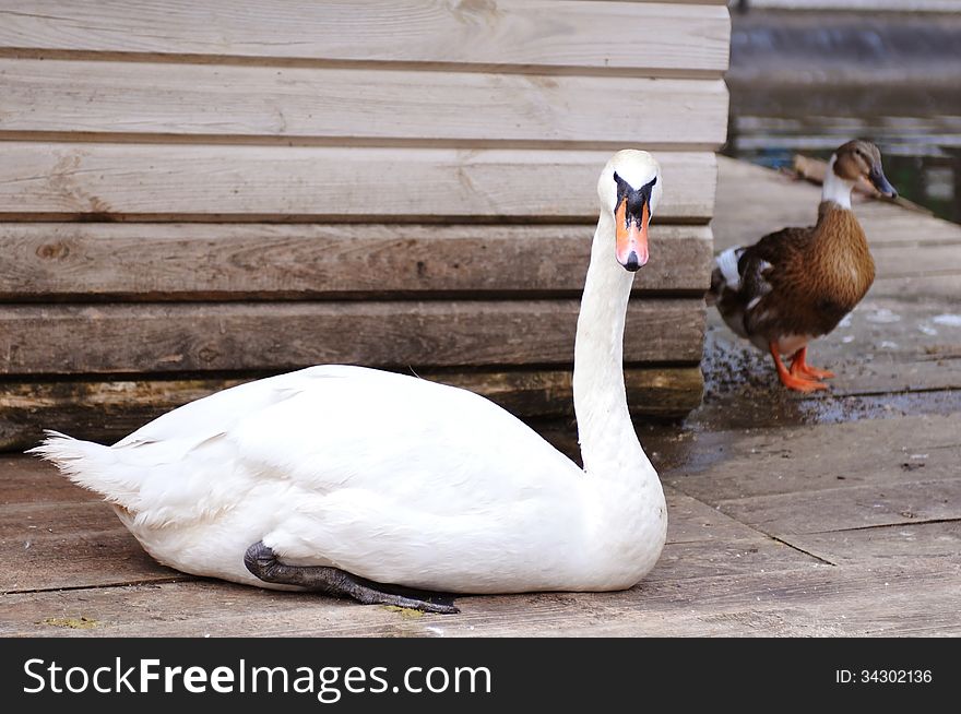 White swan and duck portrait. White swan and duck portrait