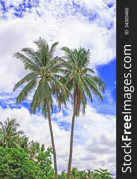 Palm trees with coconut under blue sky.