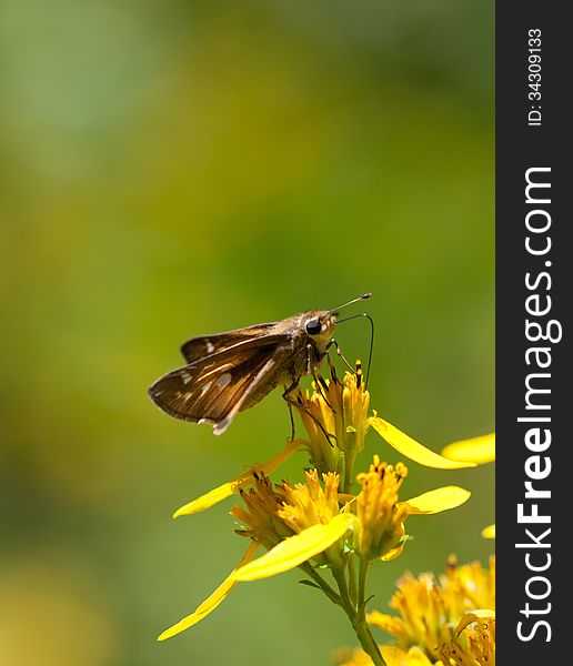 Sachem Butterfly (Atalopedes campestris) on Wingstem (Verbesina alternifolia)