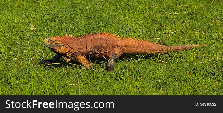 Red rusty, brown-orange iguana crawling on green fresh grass in search of food. Red rusty, brown-orange iguana crawling on green fresh grass in search of food