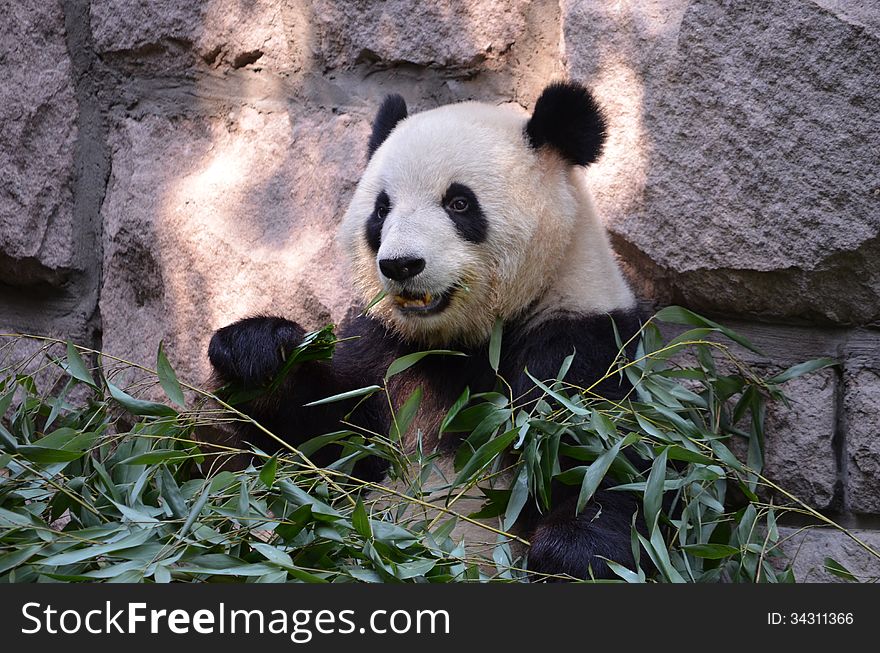 A panda eating his bamboo with enthusiasm. A panda eating his bamboo with enthusiasm.