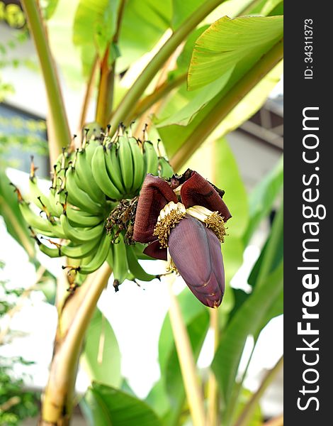 Bananas blossom on the tree