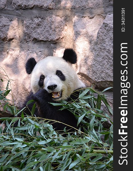 A Panda eats breakfast at the Beijing zoo. A Panda eats breakfast at the Beijing zoo.
