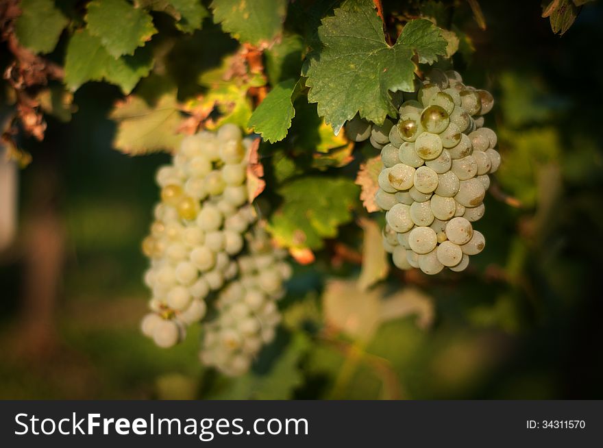 Bunches of white grapes with leaves. Bunches of white grapes with leaves