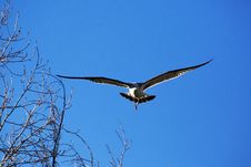 Silver Mouth Gull Royalty Free Stock Photo Silver Mouth Gull Royalty Free Stock Photo