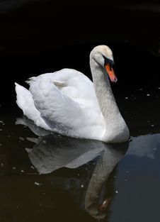 White Swan Portrait Royalty Free Stock Image White Swan Portrait Royalty Free Stock Image