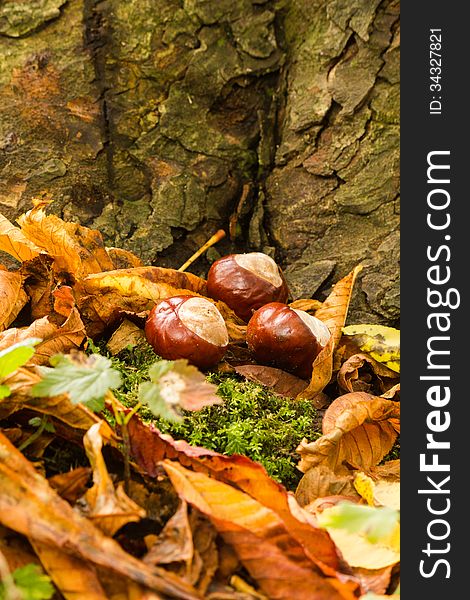 Chestnuts on a bed of leaves next to a tree bark. Chestnuts on a bed of leaves next to a tree bark