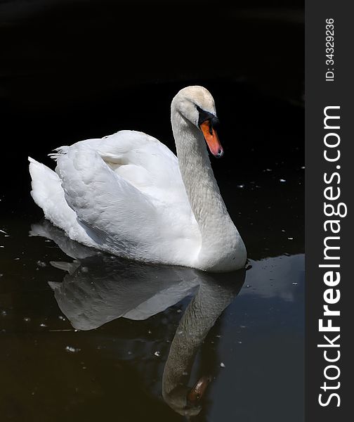 White swan portrait on dark water