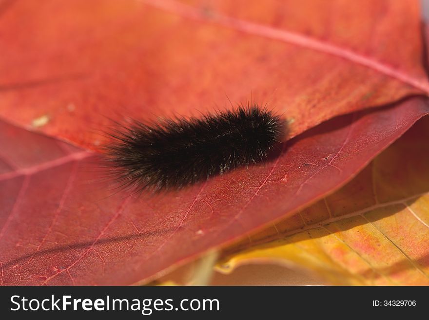 Caterpillar crawling on a red autumn leaves. Caterpillar crawling on a red autumn leaves