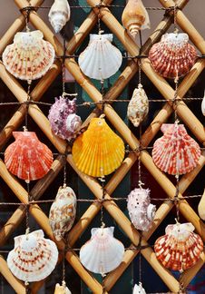 Sea Shells Royalty Free Stock Photos Sea Shells Royalty Free Stock Photos