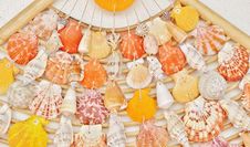 Sea Shells Stock Photography Sea Shells Stock Photography