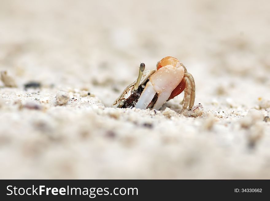 A hermat crab form the sea of thailand. A hermat crab form the sea of thailand