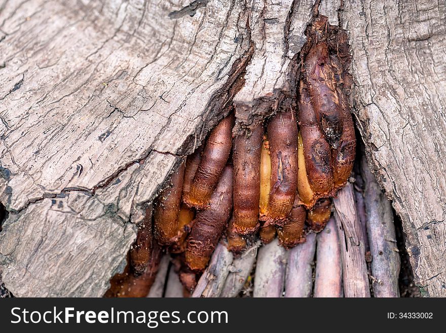 Rooted System in bark tree .