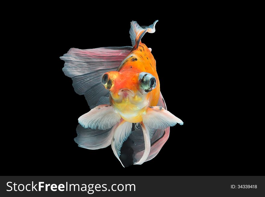 Goldfish isolated on black background