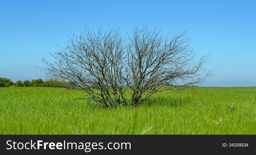 Landscape with leafless tree in the middle of a green field