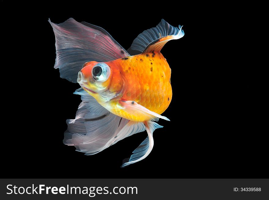 Goldfish isolated on black background