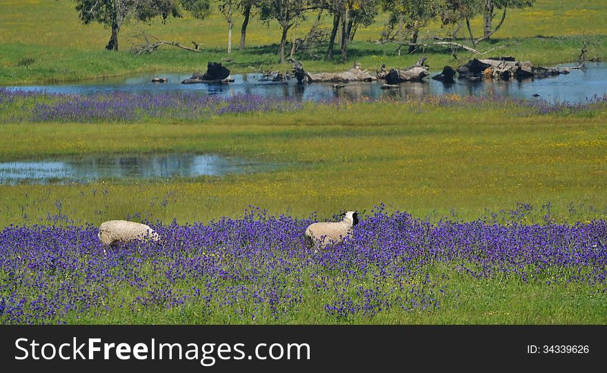 Landscape with blue flowers and sheep