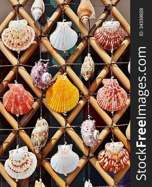 Close up of colorful sea shells