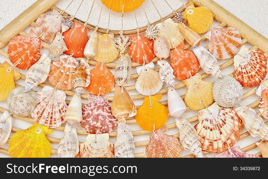 Close up of colorful sea shells