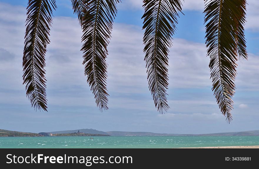 Landscape of Langebaan Lagoon with palm leafs