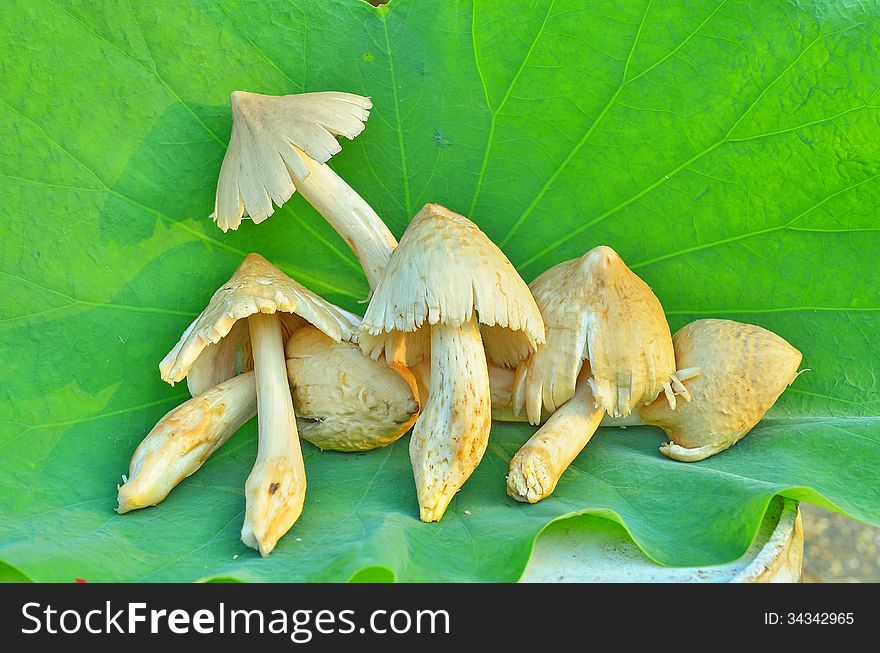 Termite mushrooms are specific yearly in local Thailand